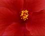 large red hibiscus flower