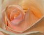 Peach-colored rose