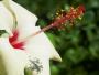 large white hibiscus flower